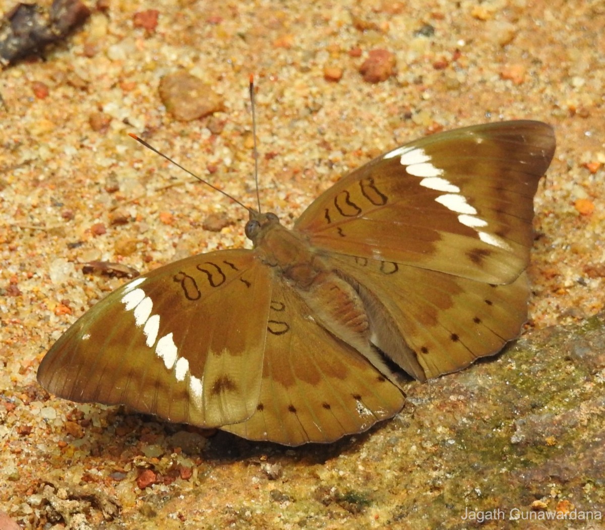 Euthalia aconthea   Moore, 1858